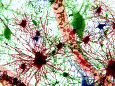 photo of neuroscience