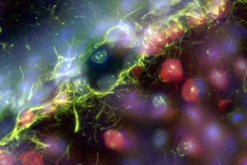 fluorescent micrographs