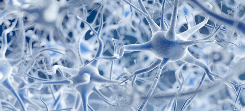 Neurons