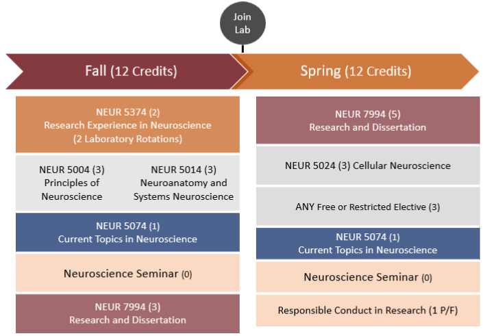 PhD. timeline Year 2 