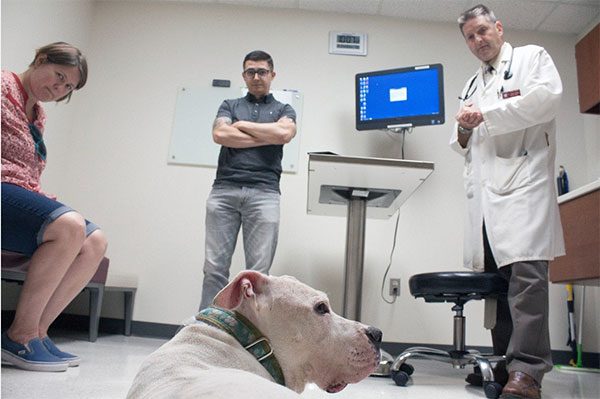 Data from clinical trial to treat brain tumors in dogs may be used to help people