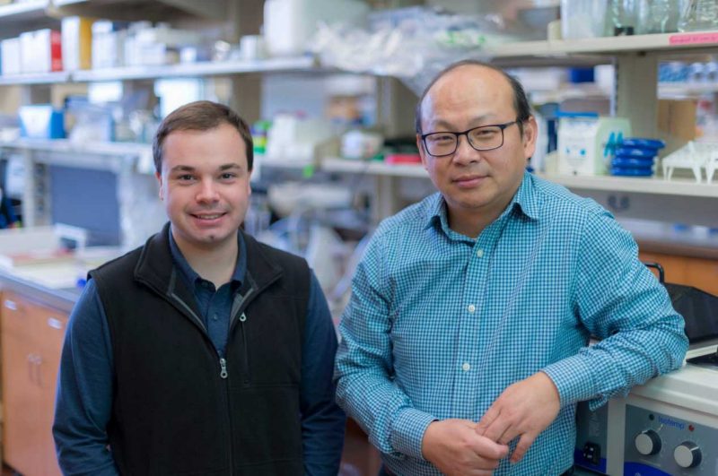 VTCRI scientists identify new target for developing precision treatment in malignant brain tumors