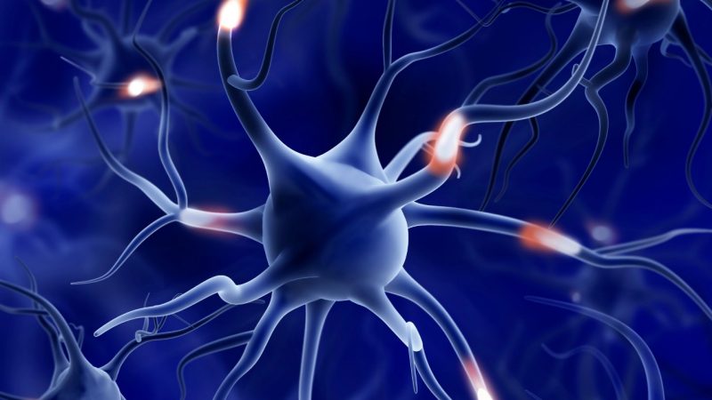 Neurons - 3d illustration. Neuroscience