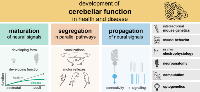 Development of cerebellar function in health and disease chart